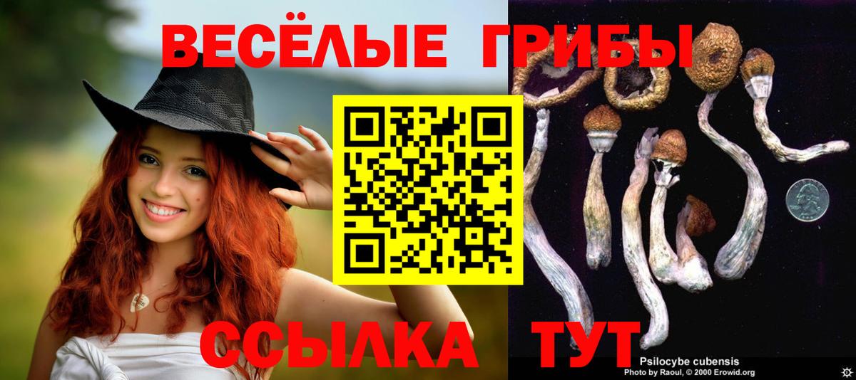 Псилоцибиновые грибы мицелий Торжок